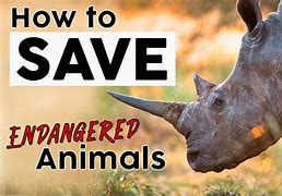 Image result for No Catching Endangered Species