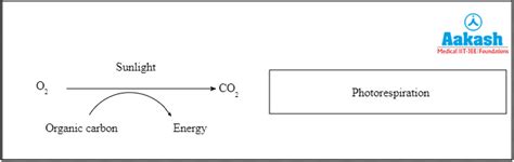 Photorespiration: Definition, Factors & Advantages | AESL