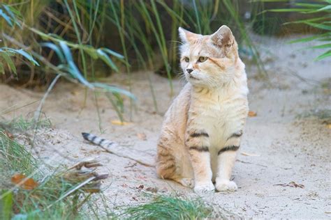 Scientists call for reclassification of Morocco's sand cat as 'near ...
