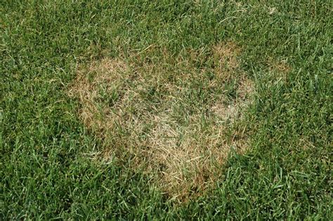 Brown Patch Lawn Disease