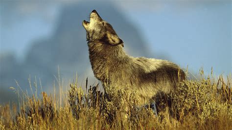 Image result for Wolves Howling Animal