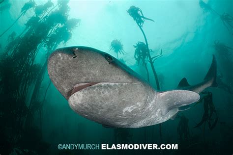 Broadnose Sevengill Shark Pictures. Images of