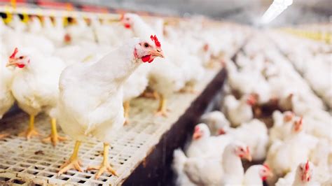 The 5 steps to prevent Salmonellosis in poultry