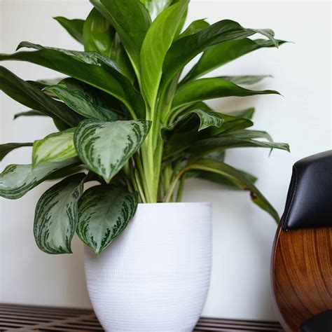 10 Best Low Maintenance Indoor Office Plants | Plantly