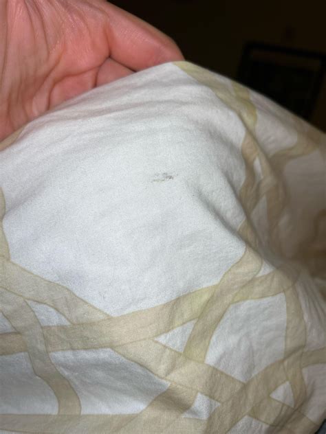 Bed bug stain? : r/Bedbugs