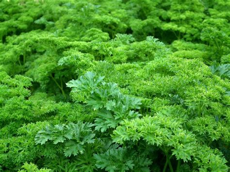 Growing Parsley Indoors All Year Round - Homegrown Herb Garden
