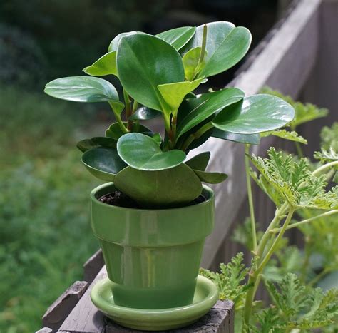 Peperomia Plant Care: Tips for Thriving Indoor Foliage