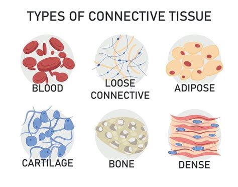 Connective Tissue Tutorial 的图像结果