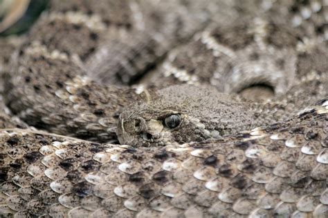 Western Hognose Snake Lifespan: A Comprehensive Guide