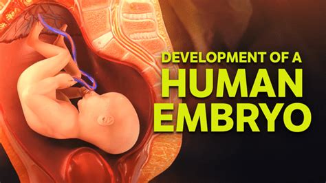 Image result for How Is Reproduction Done in Humans