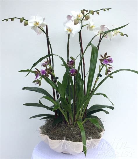 Live Orchid Plant Arrangements | Le Jardin Florist