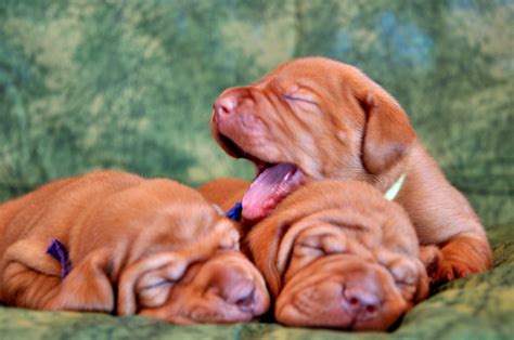 Three Vizsla puppies photo and wallpaper. Beautiful Three Vizsla ...