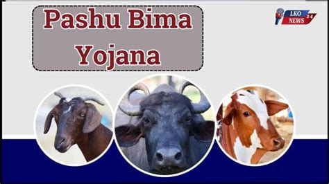 1 पशु पर मिलेगा 88 हजार! ऐसे करें बीमा और बन जाएं माला-माल | Pashu Bima ...