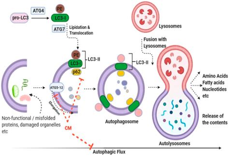 Prospective Role of Bioactive Molecules and Exosomes in the Therapeutic ...