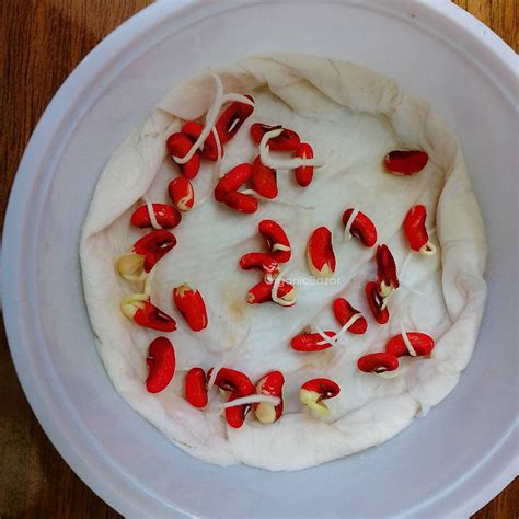 Cowpea (Lobia Beans) Hybrid Seeds - 50 Seeds (Barbati/ लोबिया/बरबटी के