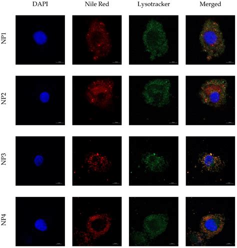 Polyhydroxyalkanoate Decelerates the Release of Paclitaxel from Poly ...