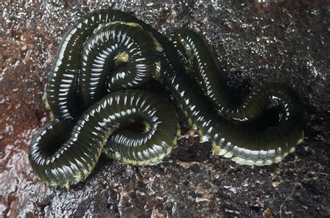 Image result for Segmented Worm Drawing