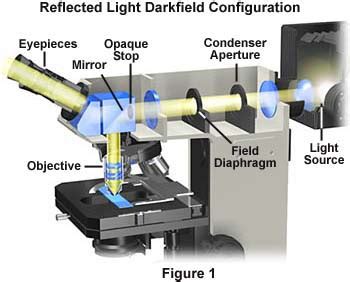 DarkField Microscope 的图像结果