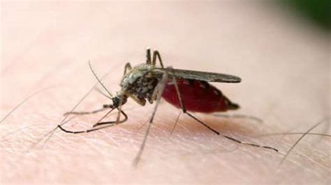 蚊子的繁殖速度有多快-农百科