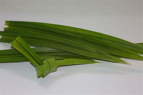 manfaat air daun sirih