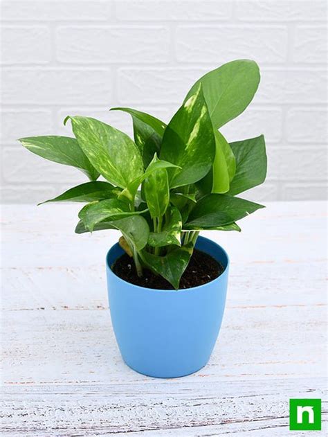 Buy Money Plant, Scindapsus (Green) - Plant online from Nurserylive at ...