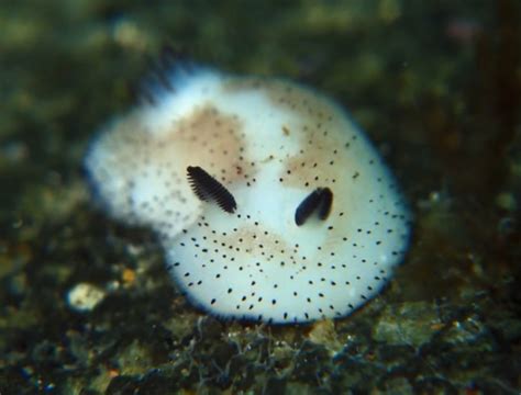 Sea Bunny: the World's Cutest Slug - Design Swan