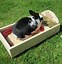 Image result for Wild Rabbit Feeder