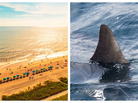 North Myrtle Beach Shark Attacks
