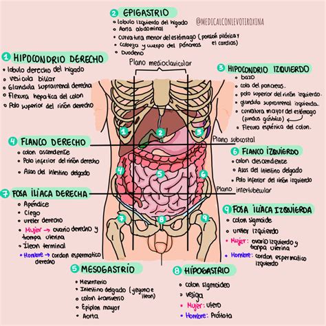 Topografia Abdominal | Cosas de enfermeria, Tecnico auxiliar de ...