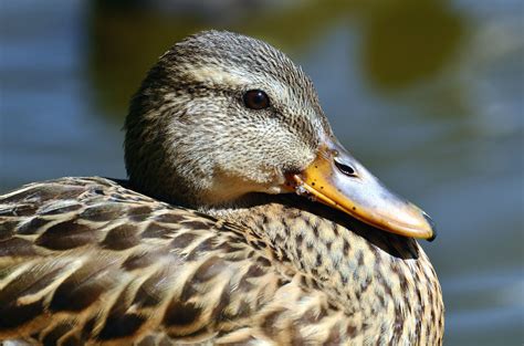 Free picture: duck, beak, birds, animals, feathers, head