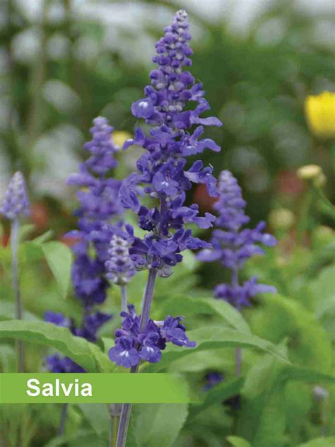 Deer Resistant Annuals in Wisconsin | Heyden's Gardens