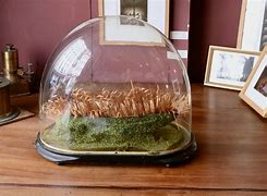 Image result for Church Under Glass Cloche