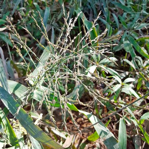Sedges & Grasses are a wetland's foundation — Green Star Wetland Plant Farm