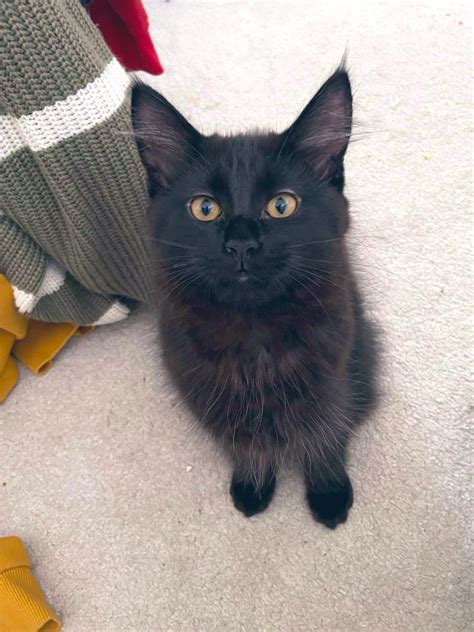 Maine Coon Ragdoll Mix Maine Coon Vs Norwegian Forest Cat — The