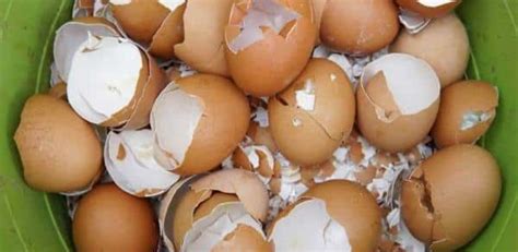 Image result for Egg Shell Recycle