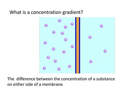 Image result for Concentration Gradient Cell Membrane