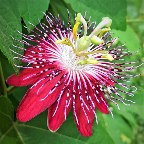 Passion Flower Pink - Creepers & Climbers– Exotic Flora