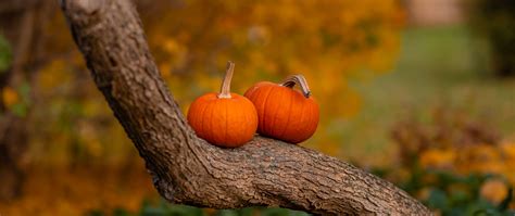 Download wallpaper 2560x1080 pumpkins, tree, trunk, bark dual wide ...
