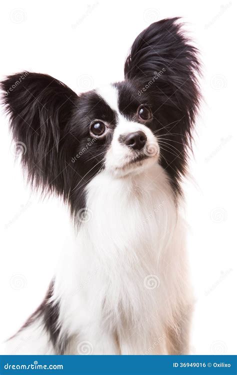 Papillon Black And White