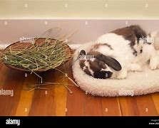 Image result for Magpie Holland Lop