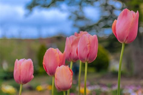 Spring Flower 的图像结果
