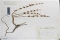Herbarium JCB