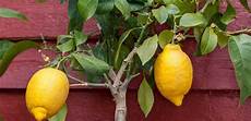 coltivare limoni in vaso limoni in vaso come curarli tutti i segreti leitv coltivare limoni in vaso limoni in vaso come curarli tutti i segreti leitv
