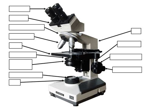 Compound Microscope Lab 的图像结果