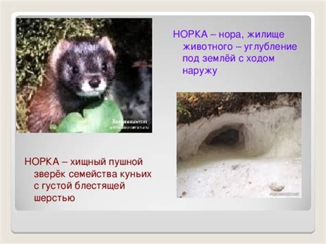 Презентация по теме "Омонимы" - русский язык, презентации