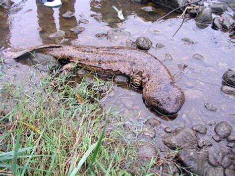 146 best Giant Salamander images on Pholder | Pics, Nature Is Fucking Lit and Herpetology