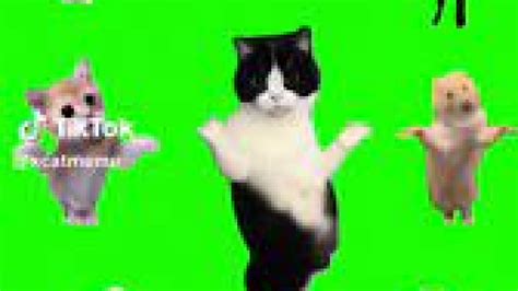 Cat Meme Dance Opera Song green screen - Video Download MP4