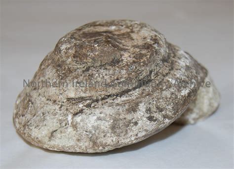 Image result for Snail Shell Fossil