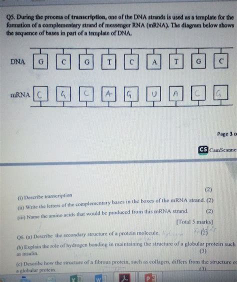 Image result for Complementary mRNA Strand