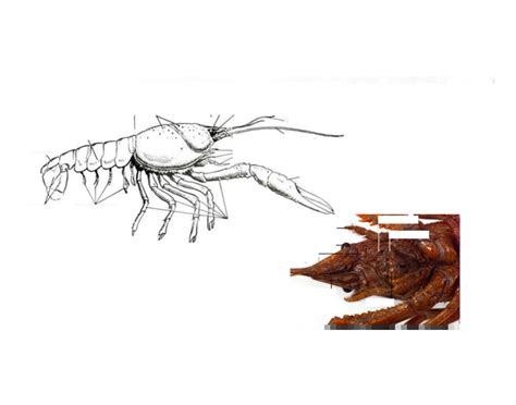 Image result for Craw Fish Graph